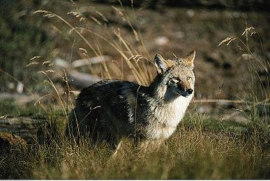 橘子社作品《近月少女的礼仪2》Steam页面 年内发售